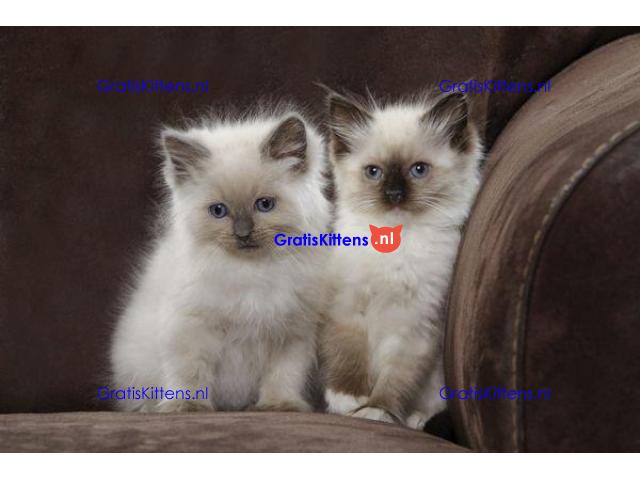 ragdoll kittens voor adoptie