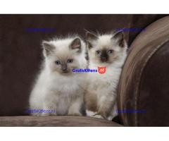 ragdoll kittens voor adoptie