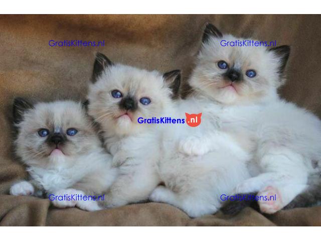 ragdoll kittens voor adoptie