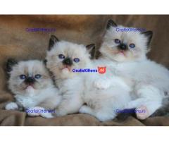 ragdoll kittens voor adoptie