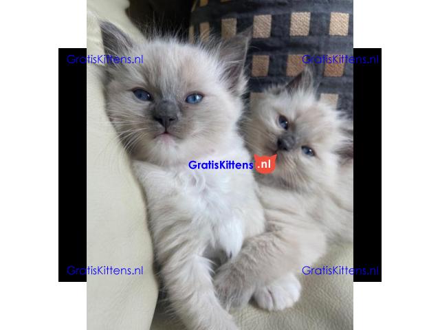 ragdoll kittens voor adoptie