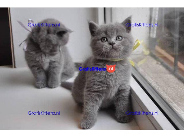 Britse korthaar kittens