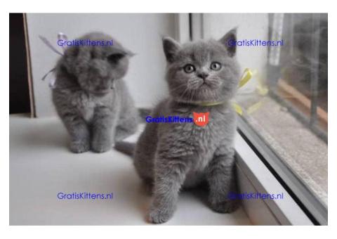 Britse korthaar kittens