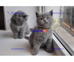 Britse korthaar kittens