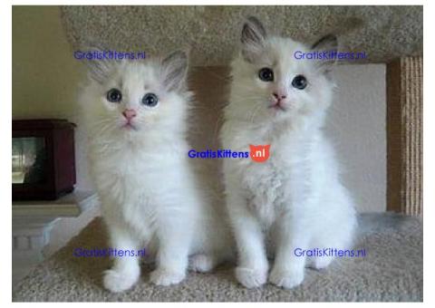 ragdoll kittens voor adoptie