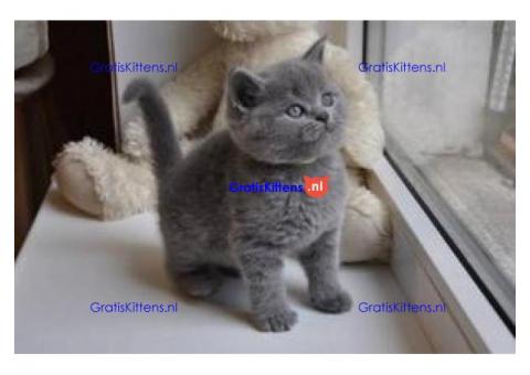 Met nest getrainde Britse korthaar kittens