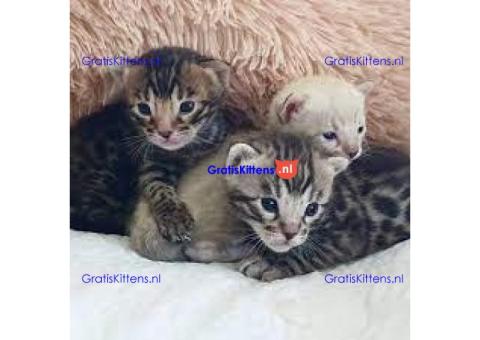 Thuis opgevoede Bengaalse kittens voor kersthuizen