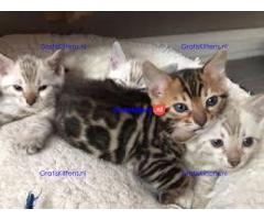 Leuke en mooie zelfopgevoede Bengaalse kittens.