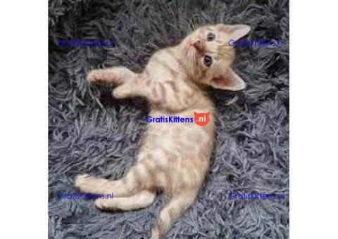 Schattige Bengaalse kittens Beschikbaar voor Kerstmis