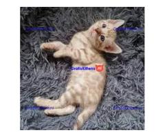 Schattige Bengaalse kittens Beschikbaar voor Kerstmis