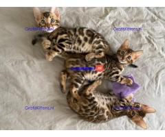 Leuke en mooie zelfopgevoede Bengaalse kittens.