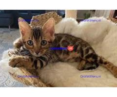 Thuis opgevoede Bengaalse kittens voor kersthuizen