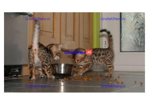 Kerst Bengaalse kittens