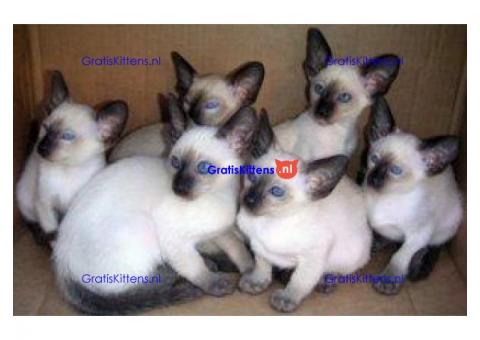 Seal Point Siamese Kittens