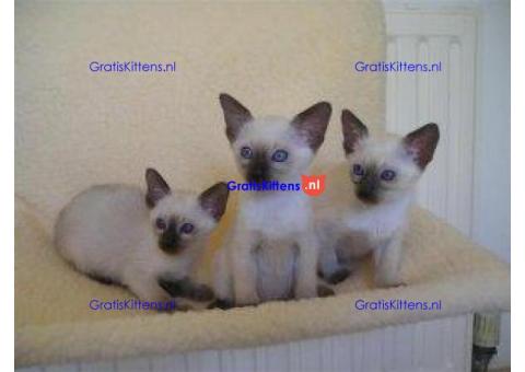 Siamese kittens met appelkop