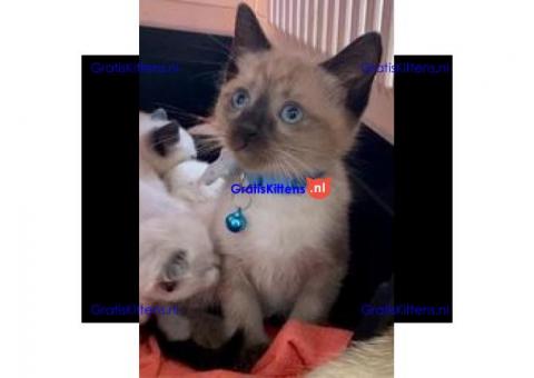 Siamese kittens nu te koop