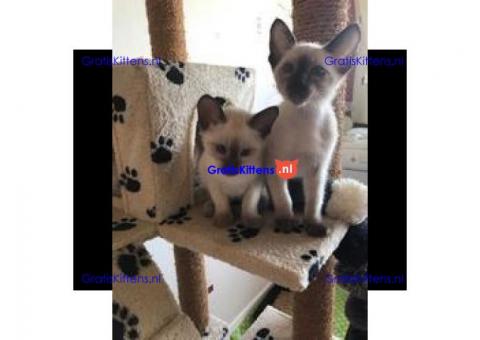 Siamese kittens te koop. Nu klaar voor nieuwe