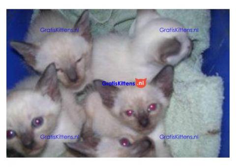 Raszuivere seal point siamese kittens te koop