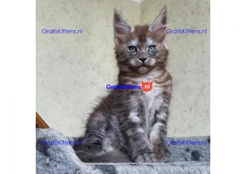 Maine Coon-kittens te koop