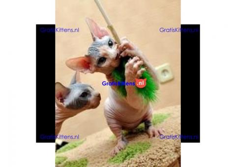 Geweldige Sphynx Kittens te koop Reserveer nu !!