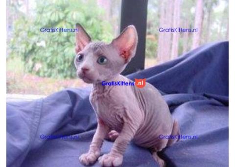 Sphynx kitten met uitstekende stamboom!