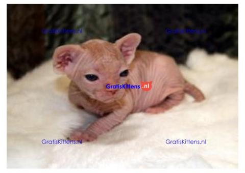 We hebben Sphynx Kittens zowel reuen als teefjes. 2