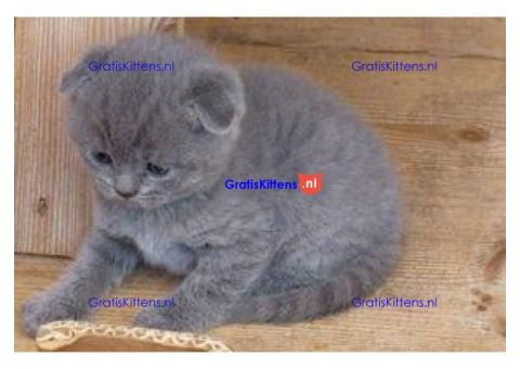 Scottish Fold Kittens Op zoek naar liefdevolle huizen