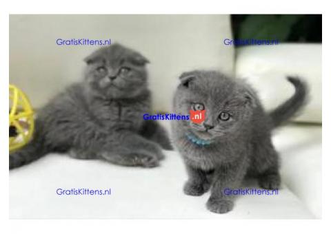 Scottish fold kittens