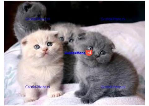 Schattige Scottish Fold Kittens Kitten