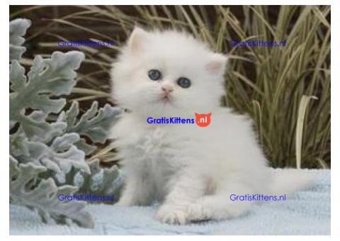 Prachtige raszuivere Perzische kittens beschikbaar