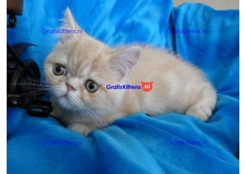 Perzische kittens  Whatsapp/Viber  +358469435676