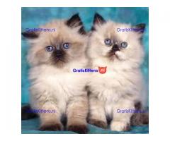 Ragdoll kittens Whatsapp/Viber +48785742139
