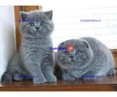 Schotse kittens Whatsapp/Viber +48785742139