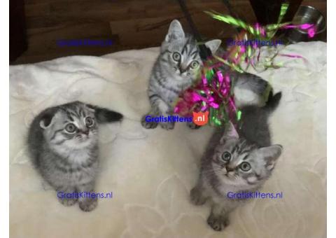 Schotse kittens Whatsapp/Viber  +358469435676