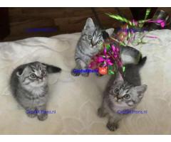 Schotse kittens Whatsapp/Viber +48785742139