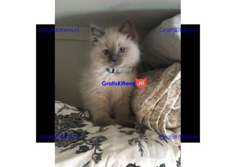 Cattery Kittens te koop €200 WhatsApp number: +32 460224753