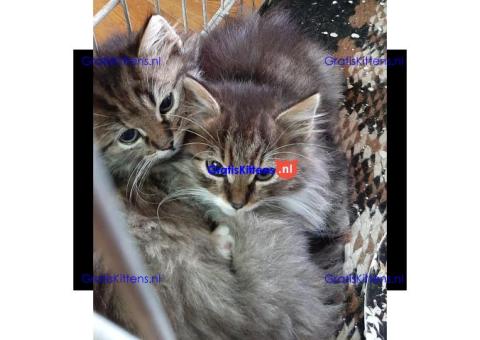 Cattery Kittens te koop €200 WhatsApp number: +32 460224753