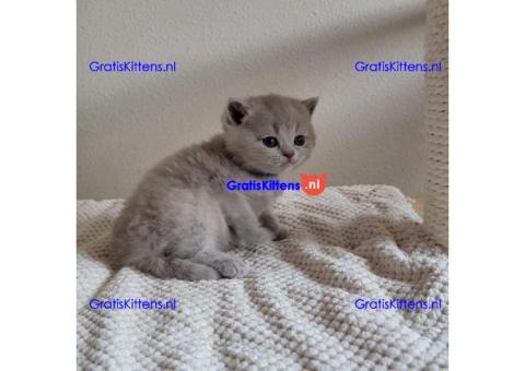 schattige korthaar kittens