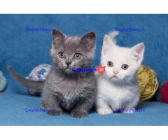 munchkin kittens te koop