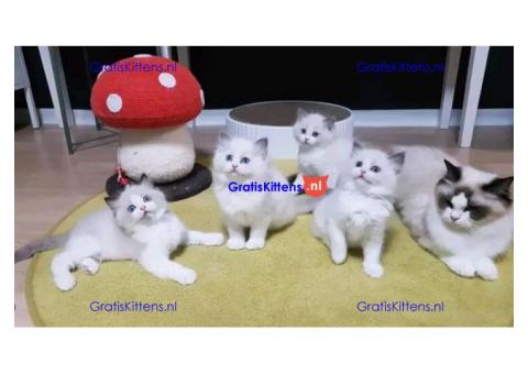 Prachtige Ragdoll Kittens met stamboom, 4 meisjes & 2 jongens