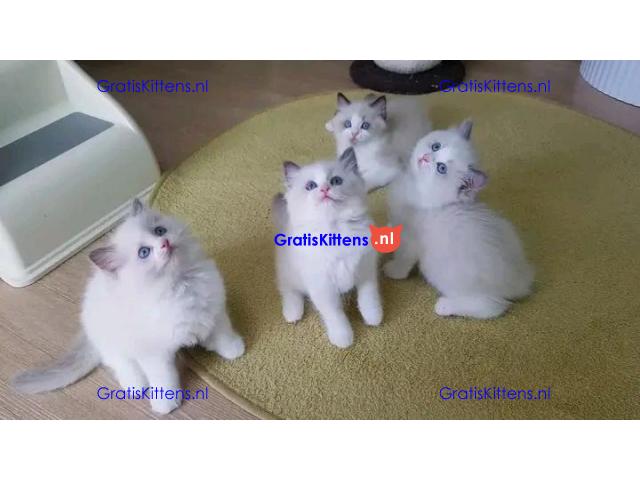 Prachtige Ragdoll Kittens met stamboom, 4 meisjes & 2 jongens