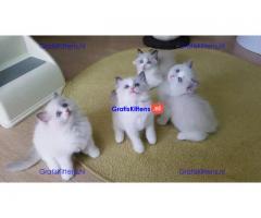 Prachtige Ragdoll Kittens met stamboom, 4 meisjes & 2 jongens