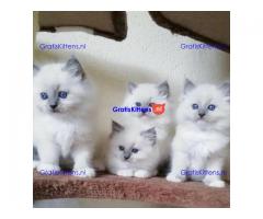 Prachtige Ragdoll Kittens met stamboom, 4 meisjes & 2 jongens