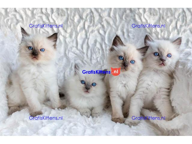 Prachtige Ragdoll Kittens met stamboom, 4 meisjes & 2 jongens