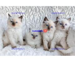 Prachtige Ragdoll Kittens met stamboom, 4 meisjes & 2 jongens