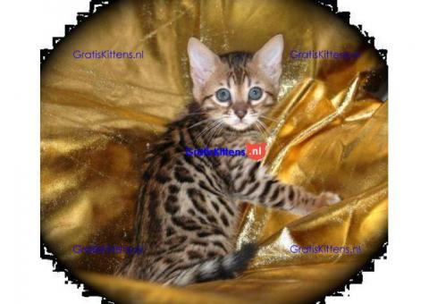 Bengaalse kittens