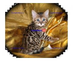 Bengaalse kittens