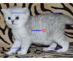 Perzische kittens