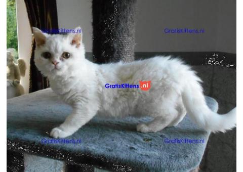 Superspeelse Selkirk Rex kittens