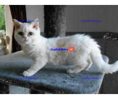 Superspeelse Selkirk Rex kittens